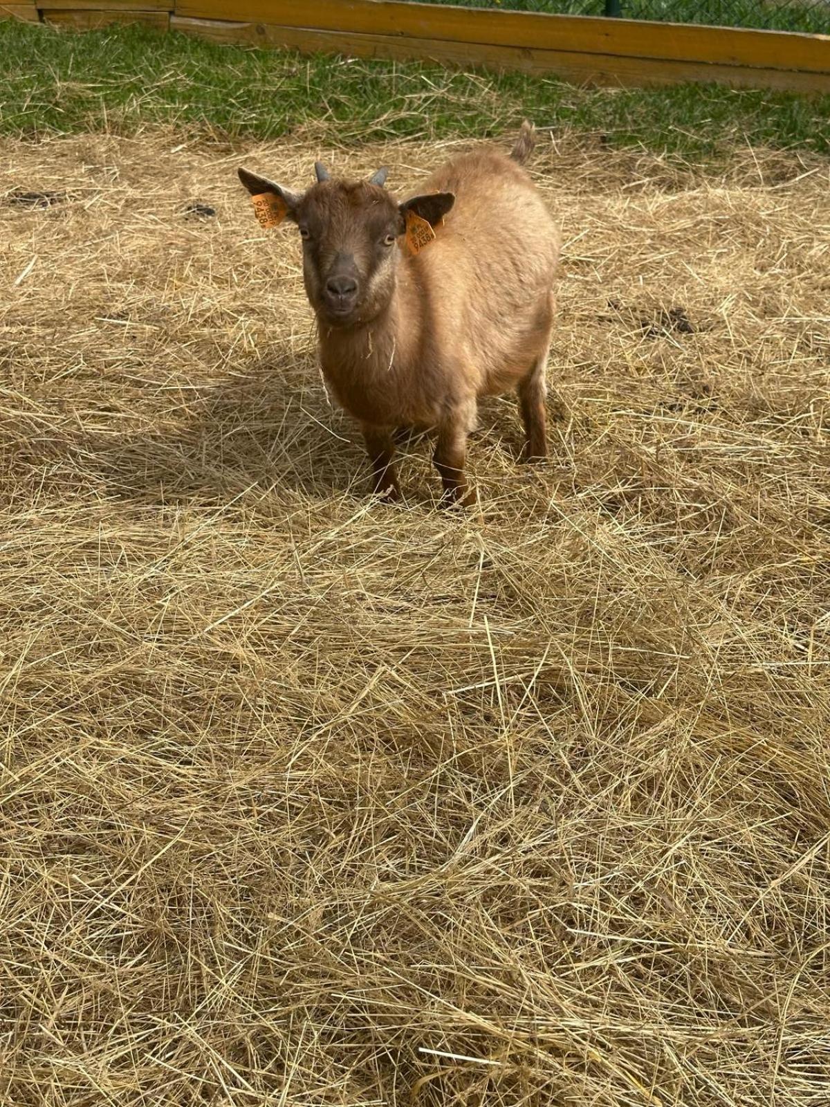 Agroturystyka Alpaka Konradow Διαμέρισμα Konradow  Εξωτερικό φωτογραφία