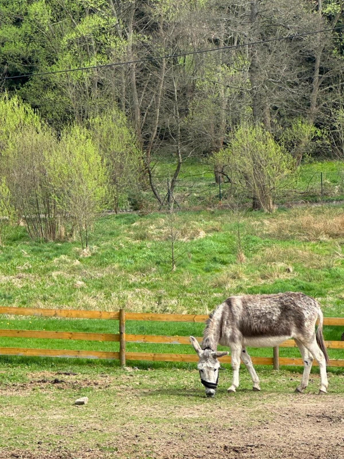 Agroturystyka Alpaka Konradow Διαμέρισμα Konradow  Εξωτερικό φωτογραφία